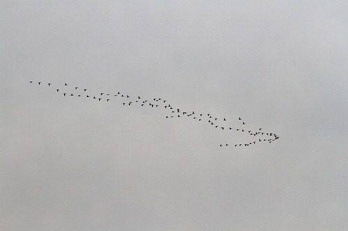 Geese In The Sky
